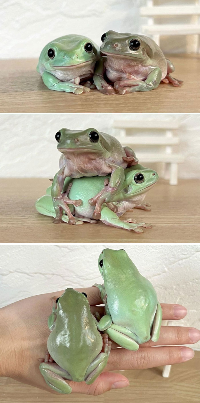 If Me And You Were Frogs, This Could Be Us