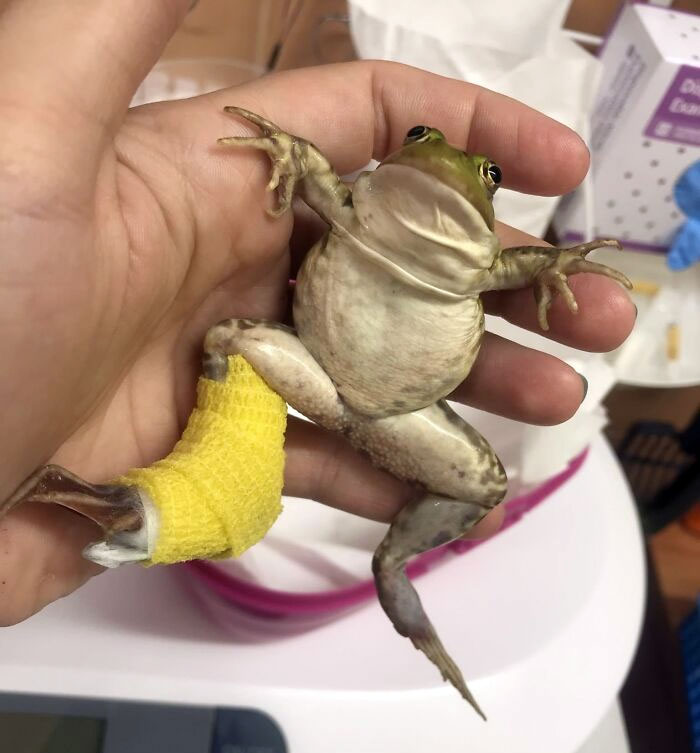 I Was Today Years Old When I Learnt Frogs Can Have A Cast