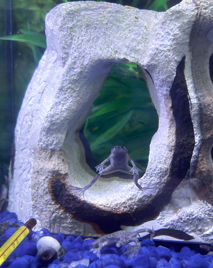 This Frog Is Simply Chilling. I Just Wanted To Share This Little Guy I Saw At PetSmart Earlier, And He Even Posed For The Picture
