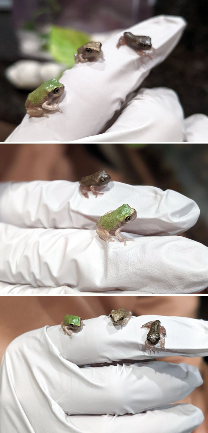 Tiny Frog On A (Gloved) Finger Because We Don't Want To Hurt The Babies. From Right To Left - Calliope, Chaos, And Cantaloupe