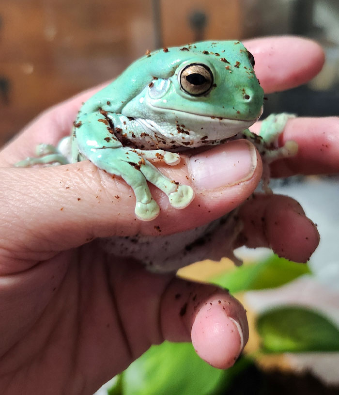 I Was Having A Hard Time Feeling Like Things Would Get Better, Then Today I Adopted My Dream Frog! Whoever Gave Up This Gorgeous Girl, Now She Has A Home And I Love Her