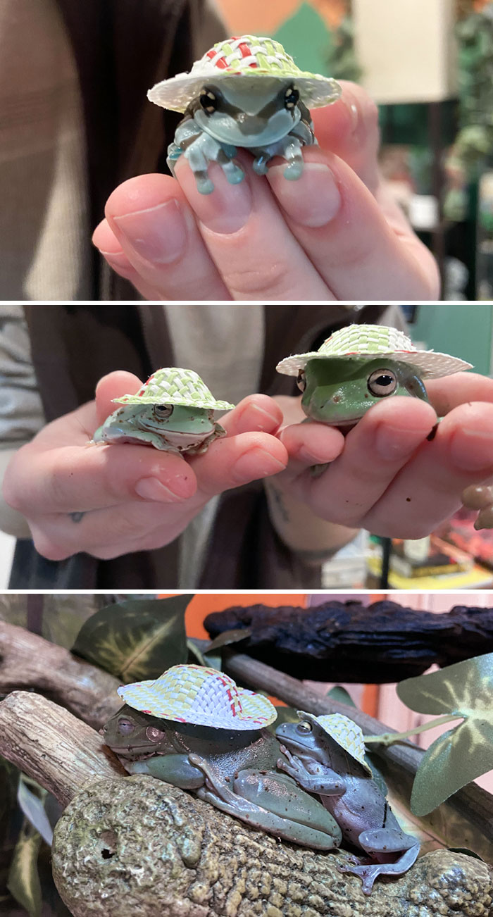 Here Are My Frogs Who Are Wearing Little Hats (Hands Were Freshly Washed)
