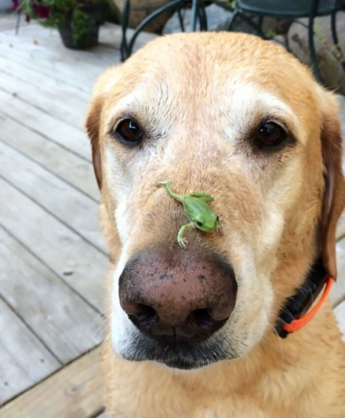 If I've Said The Word "Ok," The World Would've Had One Less Tree Frog