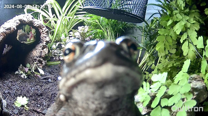 I Put A Pet Cam In The Vivarium