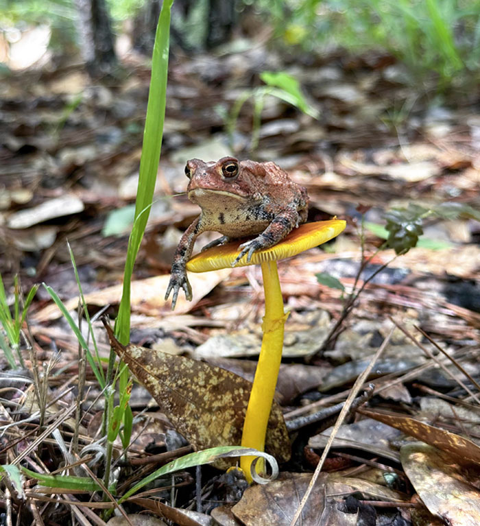 Real-Life Toadstool
