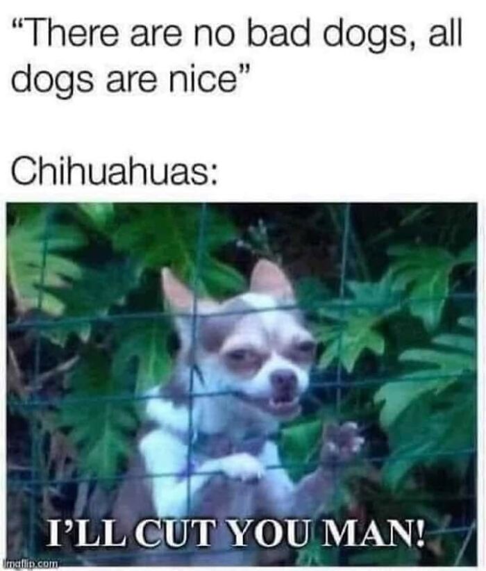 Funny-Memes-International-Laughing-Hour