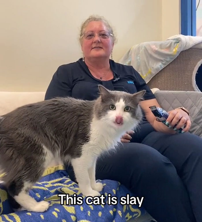 Western Australian Animal Shelter Gets Gen Z Person To Write Their Marketing, The Result Slays Western Australian Animal Shelter Gets Gen Z Person To Write Their Marketing, The Result Slays