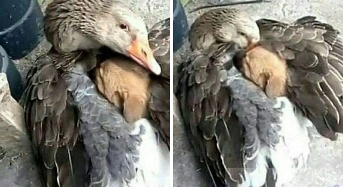 Heartwarming-Stories