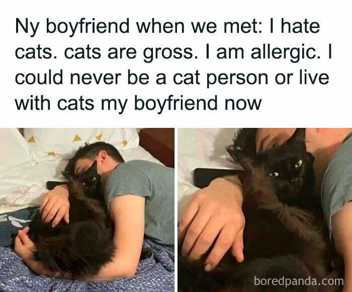 Hilarious-Cats-Memes