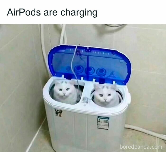 Hilarious-Cats-Memes