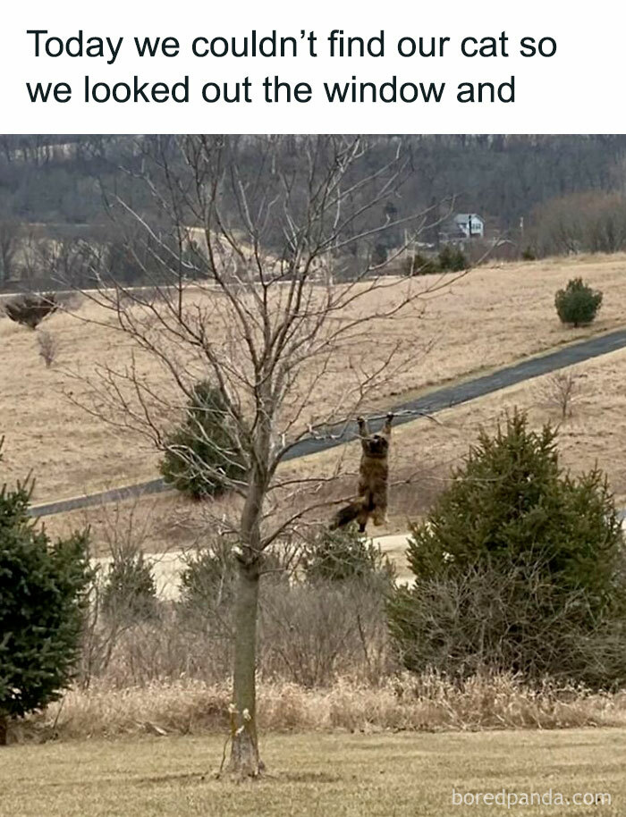 Hilarious-Cats-Memes