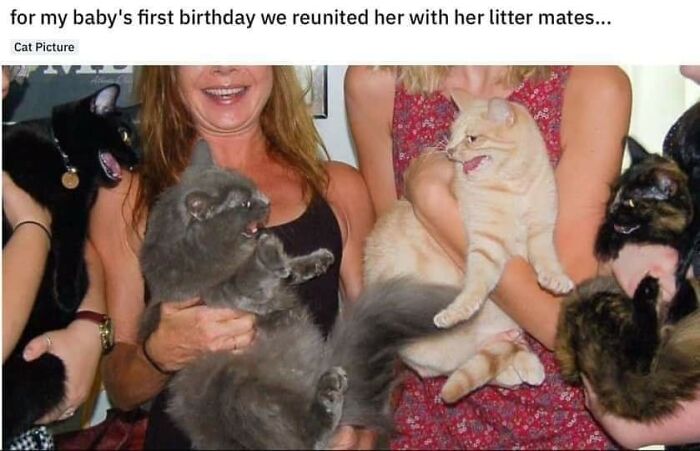 Hilarious-Cats-Memes