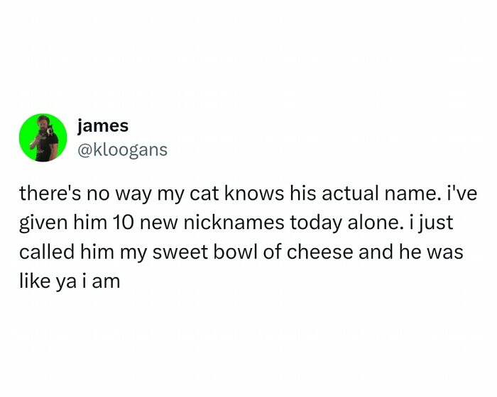 Hilarious-Cats-Memes