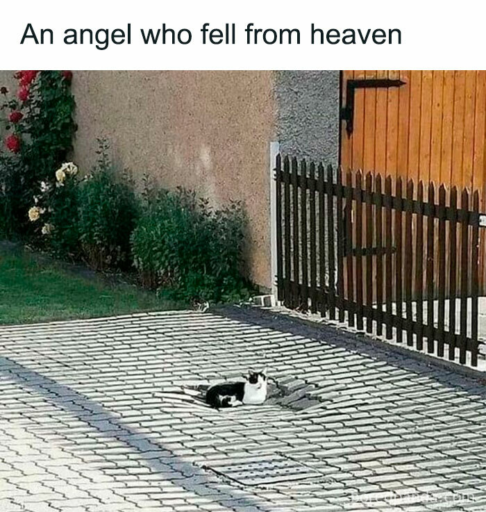 Hilarious-Cats-Memes