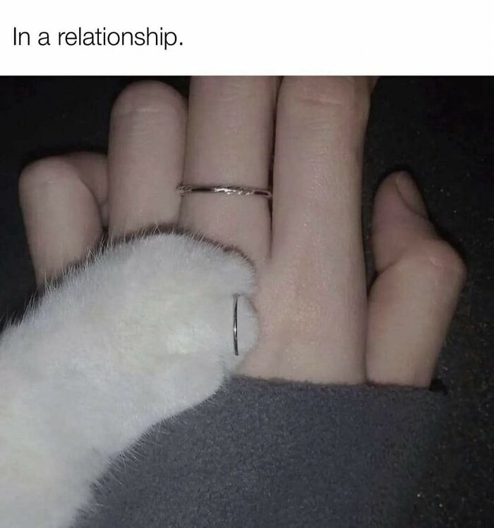 Hilarious-Cats-Memes