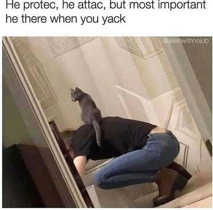 Hilarious-Cats-Memes