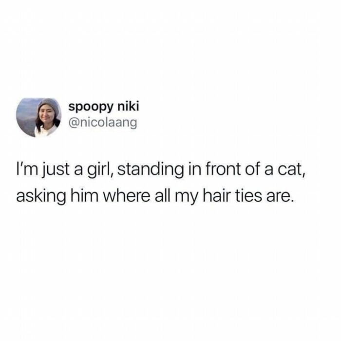 Hilarious-Cats-Memes