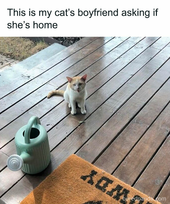 Hilarious-Cats-Memes