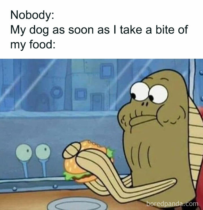 Hilarious-Funny-Random-Memes-Life-Pics