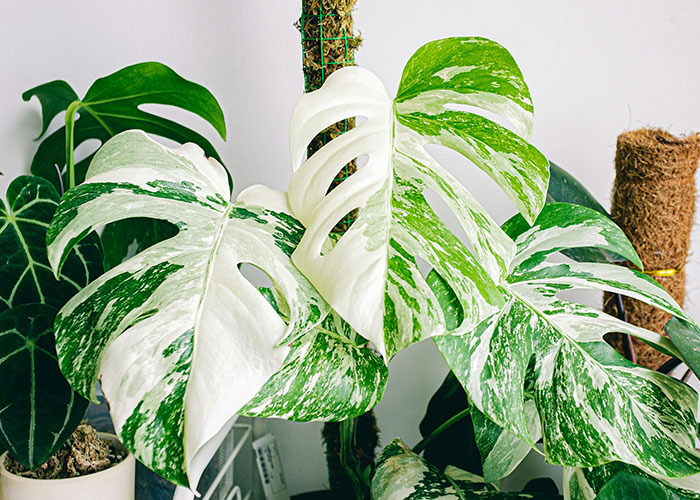 “I Noticed A Smell”: Woman Finds Out Why Her Plants Are Dying, Her Life Turns Upside Down “I Noticed A Smell”: Woman Finds Out Why Her Plants Are Dying, Her Life Turns Upside Down