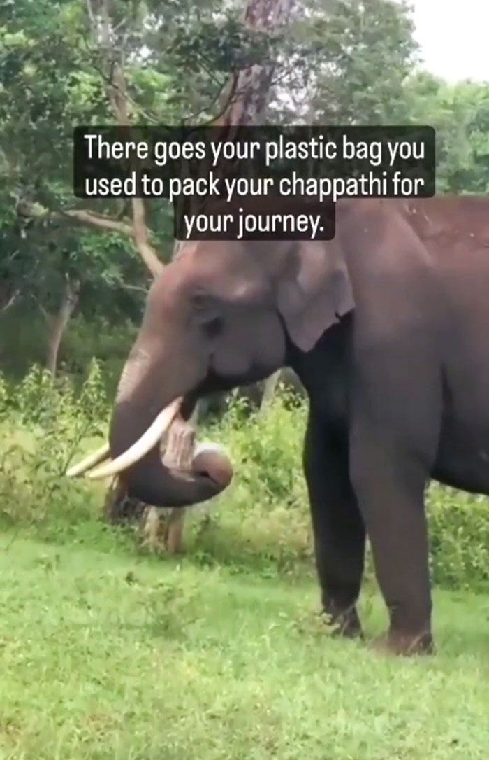 Elephant Eating Plastic Left By Tourists