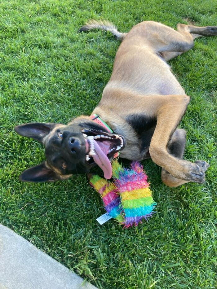 Fenring, My Belgian Malinois Puppy. He Is Not Exactly Normal. But He Loves Everyone