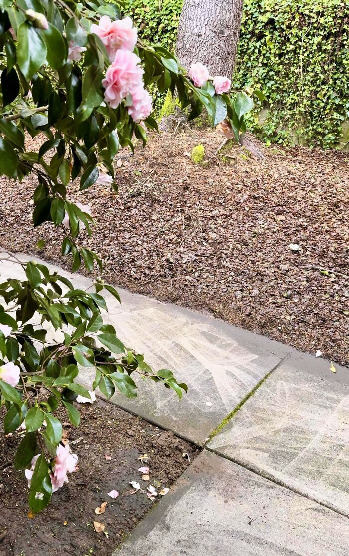 My Landlord Justified Their $200 Monthly Rent Increase By Promising Building Upgrades. May I Present The Power Washing Of My Sidewalks