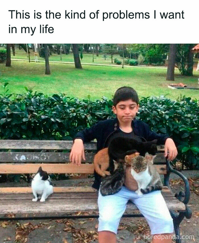 Boy sitting on a park bench with multiple cats on his lap, a wholesome moment captured in nature.