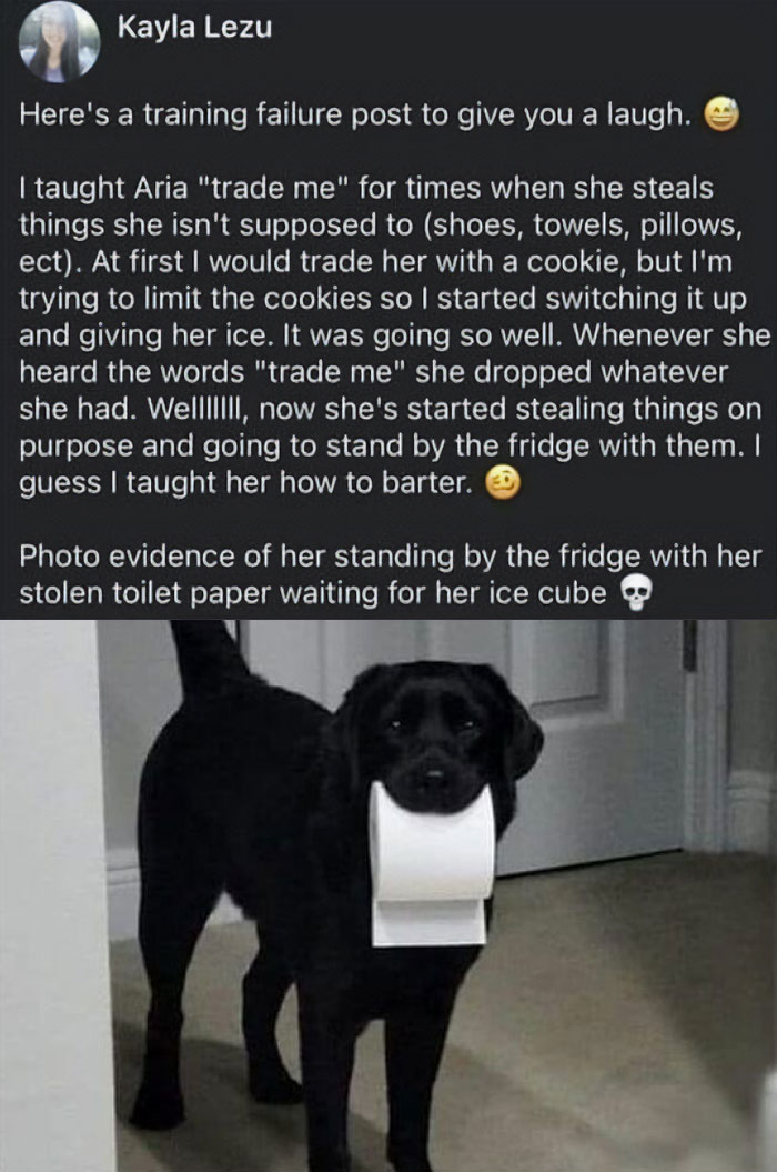 Black dog holding a roll of toilet paper in its mouth, a wholesome meme reminding us the world isn’t all bad.