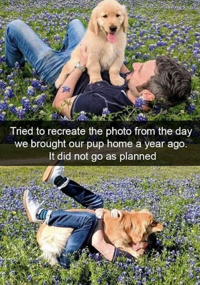 Man lying in a field of flowers with his golden retriever pup in a wholesome meme showing a playful moment.