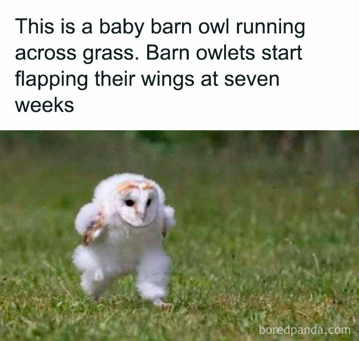 Baby barn owl running on grass, showcasing wholesome moments that remind us the world isn’t all bad.