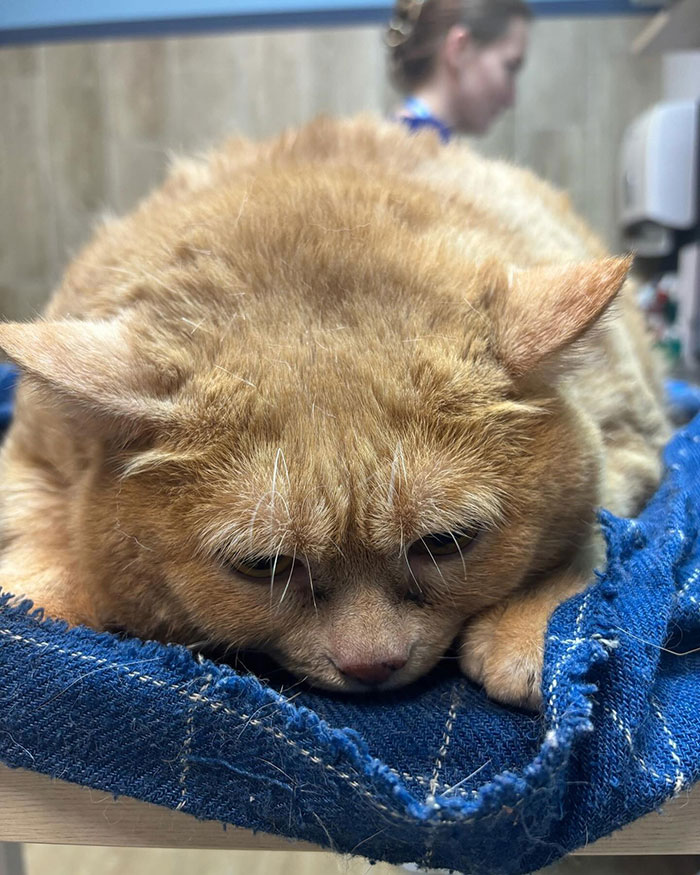Giant Cat “Crumb” That Weighs Nearly 40 lb Was Rescued From Russian Basement, Sparks Anger Giant Cat “Crumb” That Weighs Nearly 40 lb Was Rescued From Russian Basement, Sparks Anger