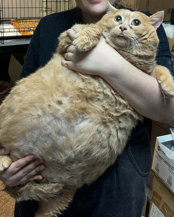 Giant Cat “Crumb” That Weighs Nearly 40 lb Was Rescued From Russian Basement, Sparks Anger Giant Cat “Crumb” That Weighs Nearly 40 lb Was Rescued From Russian Basement, Sparks Anger
