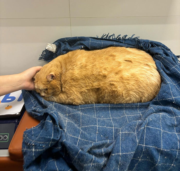 Giant Cat “Crumb” That Weighs Nearly 40 lb Was Rescued From Russian Basement, Sparks Anger Giant Cat “Crumb” That Weighs Nearly 40 lb Was Rescued From Russian Basement, Sparks Anger