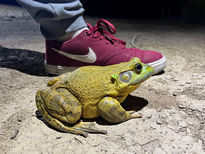 This Frog We Found On A Bike Ride. Size 10 Men's Shoe For Scale