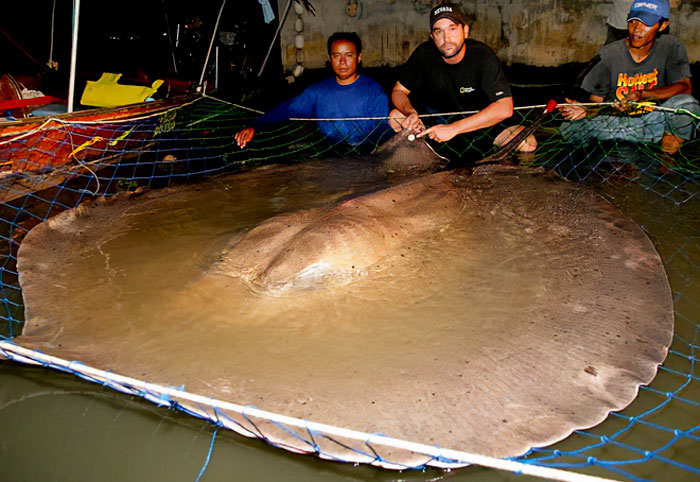 Giant Freshwater Stingray In The Mekong River, 16 Ft Long, 1300 Lbs, Caught And Released. Possibly The Largest Freshwater Fish In Existence