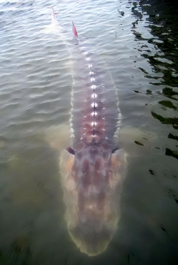 This Huge Lake Sturgeon
