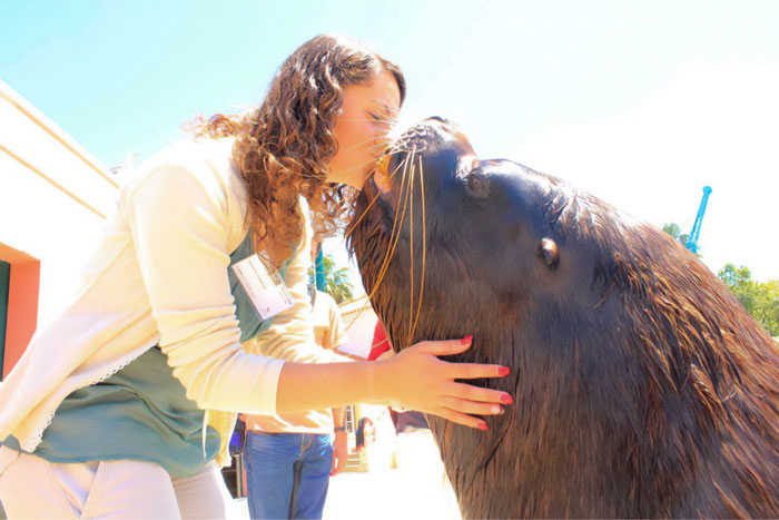 I Underestimated The Size Of The Steller Sea Lion