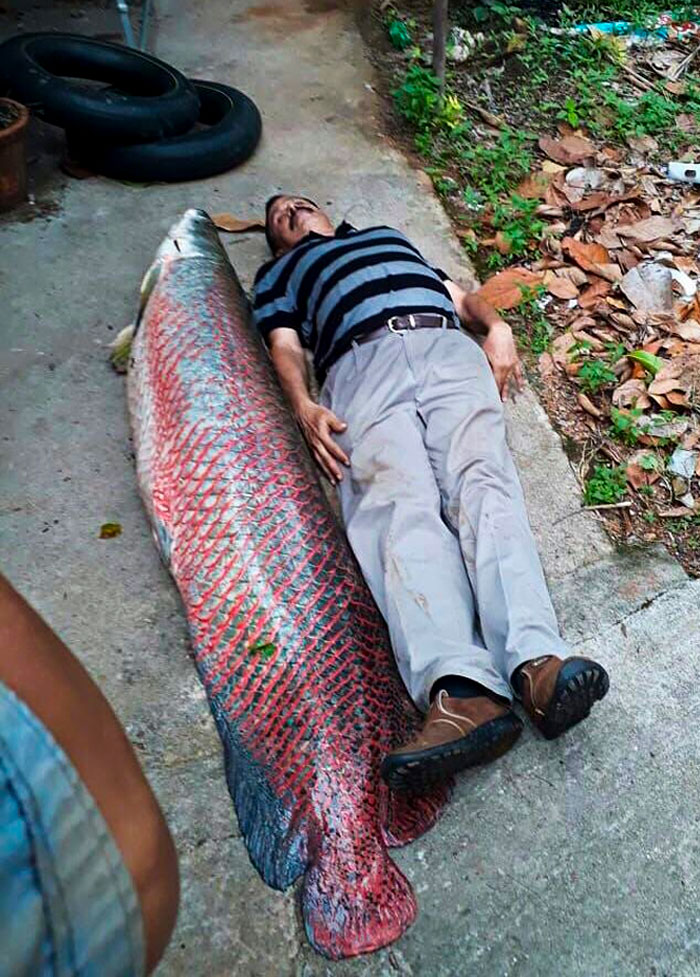 Arapaima, One Of The Largest Fresh Water Fish