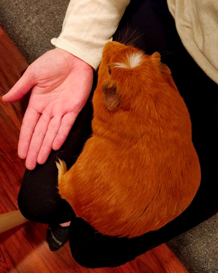 My Guinea Pig Is A Chonky Boy. Adult Hand For Scale