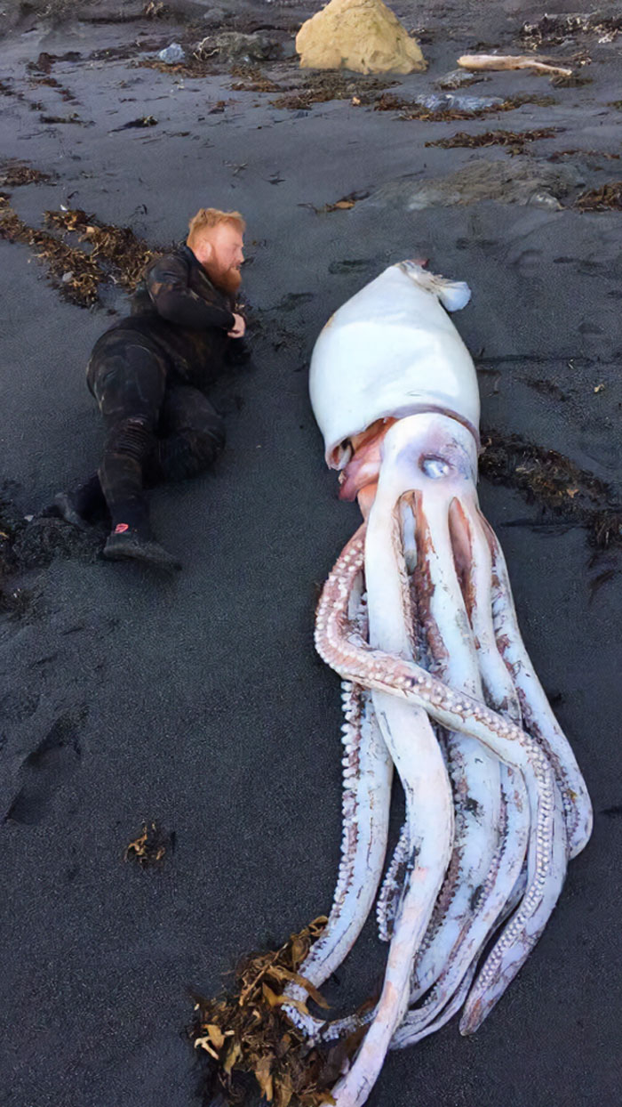 Giant Squid Washed Up In Wellington, New Zealand