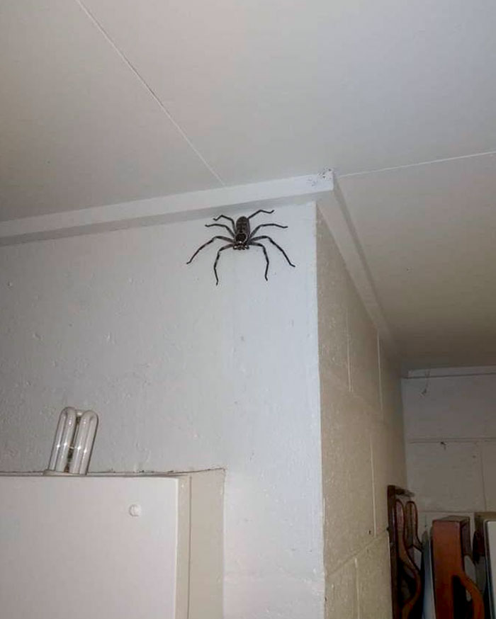 Australian Huntsman Spider Found In Cairns, North Queensland. Can Bite If Cornered, But Mostly Harmless