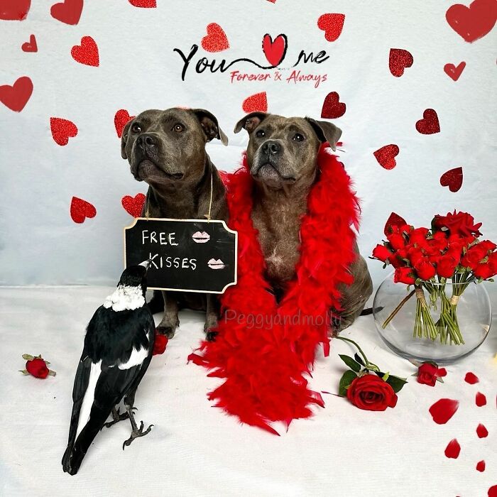 New Legal Battle Threatens To Separate Molly, The Famous Magpie, From Its Doggy Best Friend New Legal Battle Threatens To Separate Molly, The Famous Magpie, From Its Doggy Best Friend