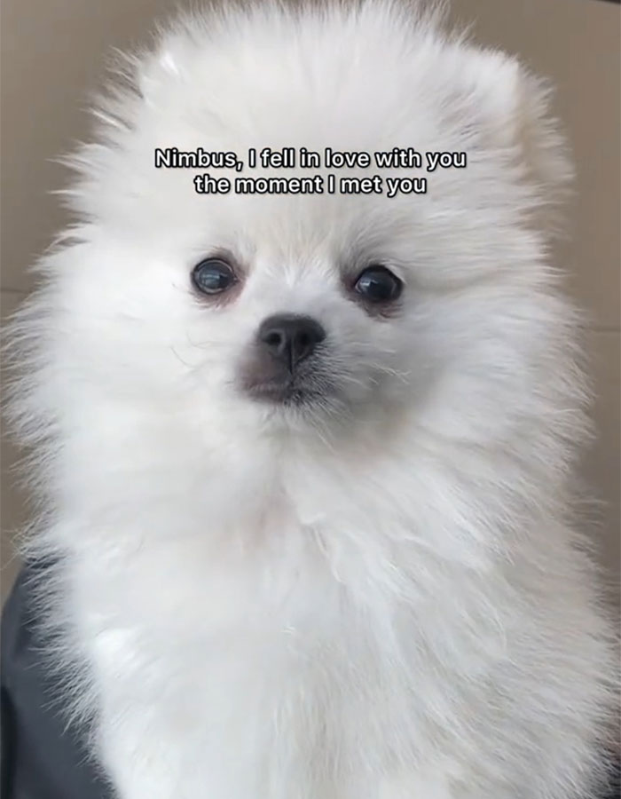 Content Creator Shares Heartbreaking Update Of Dog&rsquo;s Passing Due To Dad&rsquo;s Negligence