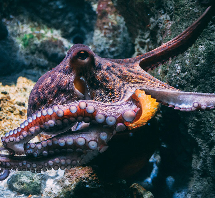 Rare Video Shows Octopuses Punching Their Lazy Fish Partners While Out Hunting Together Rare Video Shows Octopuses Punching Their Lazy Fish Partners While Out Hunting Together