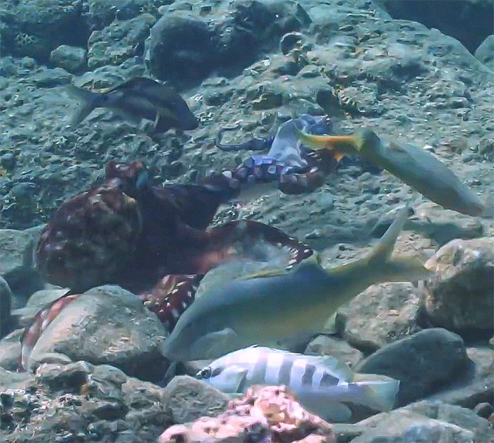 Rare Video Shows Octopuses Punching Their Lazy Fish Partners While Out Hunting Together Rare Video Shows Octopuses Punching Their Lazy Fish Partners While Out Hunting Together