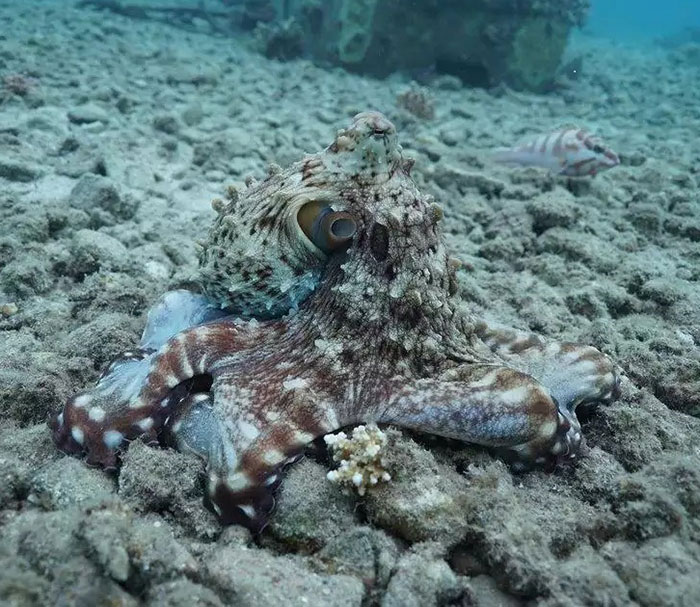 Rare Video Shows Octopuses Punching Their Lazy Fish Partners While Out Hunting Together Rare Video Shows Octopuses Punching Their Lazy Fish Partners While Out Hunting Together