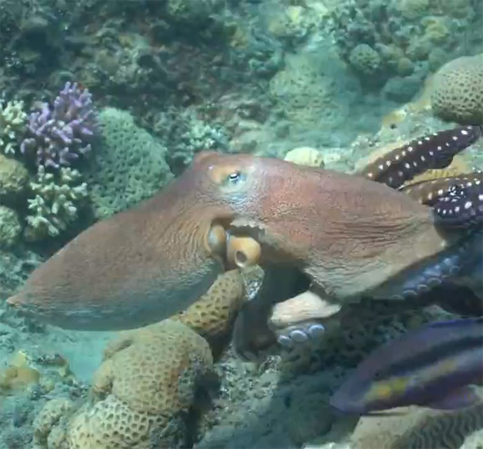 Rare Video Shows Octopuses Punching Their Lazy Fish Partners While Out Hunting Together Rare Video Shows Octopuses Punching Their Lazy Fish Partners While Out Hunting Together