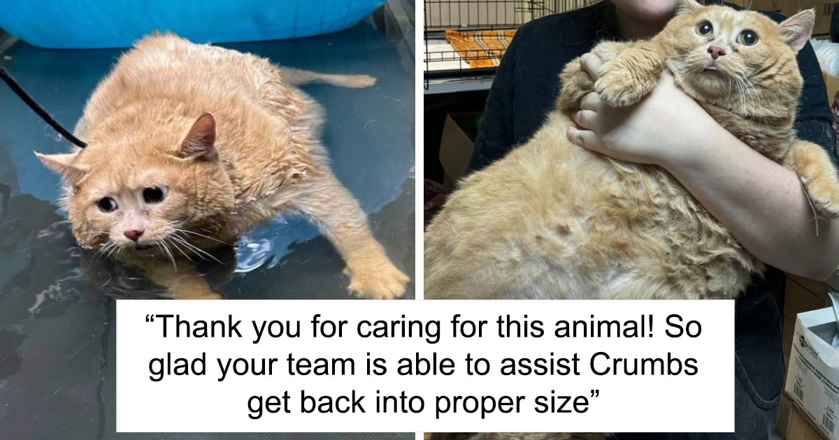 Giant Cat “Crumb” That Weighs Nearly 40 lb Was Rescued From