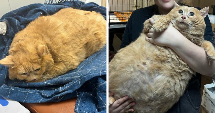 Giant Cat “Crumb” That Weighs Nearly 40 lb Was Rescued From Russian Basement, Sparks Anger